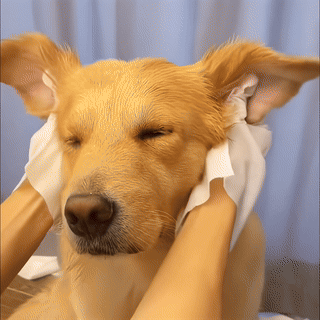 1+1 ZDARMA Čistící vlhčené rukavice pro domácí mazlíčky (2 x 6 kusů)