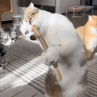 1+1 ZDARMA Dentální hračka - kousací tyčinky s catnipem (2 x 3 kusy)