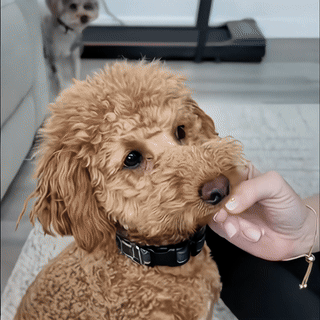 1+1 ZDARMA Ubrousky na oči a uši pro kočky a psy (2 x 120ks)