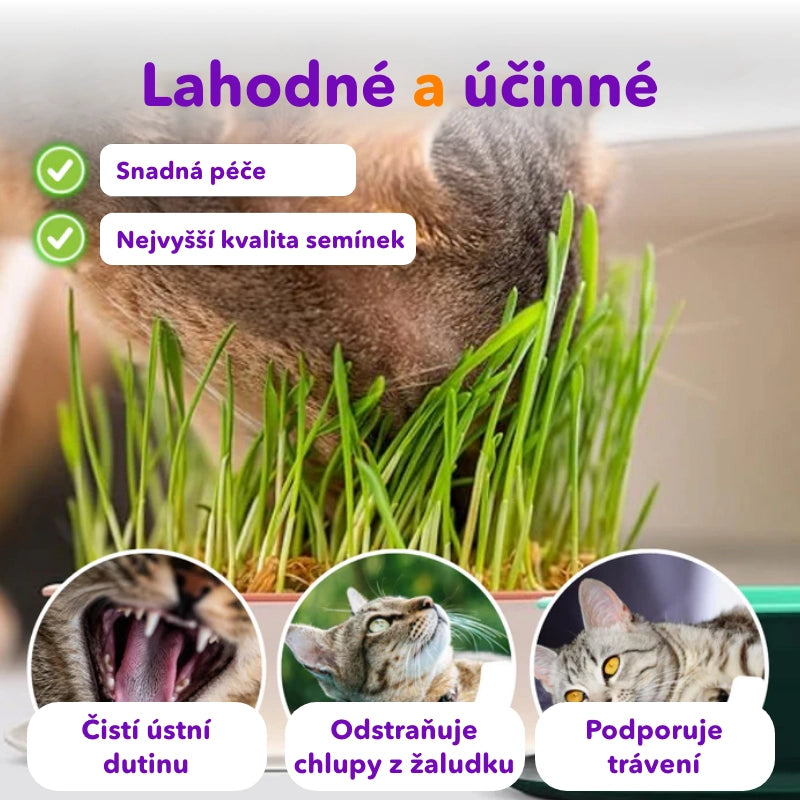 Miska na pěstování trávy kočičí + 3 balení semen ZDARMA