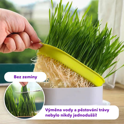 Miska na pěstování trávy kočičí + 3 balení semen ZDARMA
